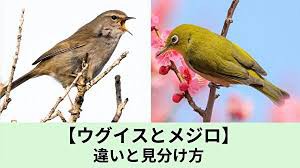 4/7 ウグイスとメジロの見分け方 （充） : 住職と坊守のつれづれ日記