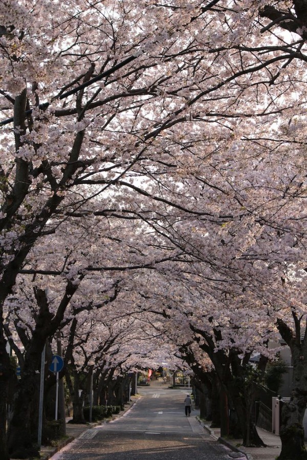 鎌倉逗子ハイランドの桜 鎌倉路地伝い