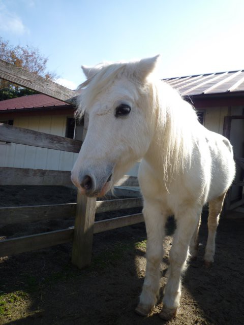 昔は暴れ馬？ : 動物園の一日