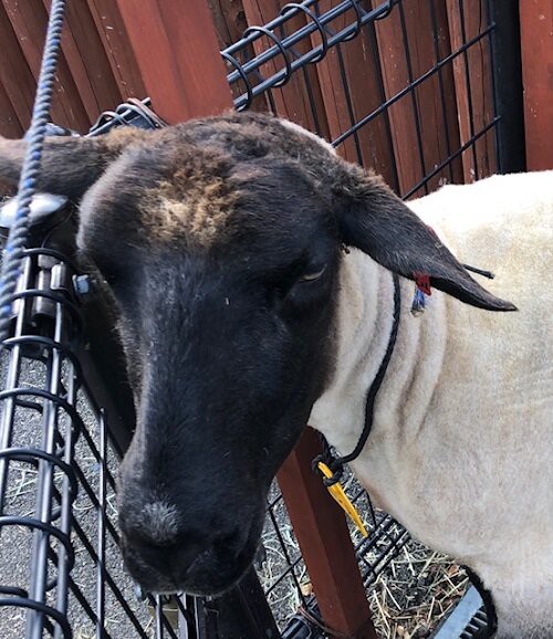 夏バテ予防とヤギ ヒツジ 動物園の一日