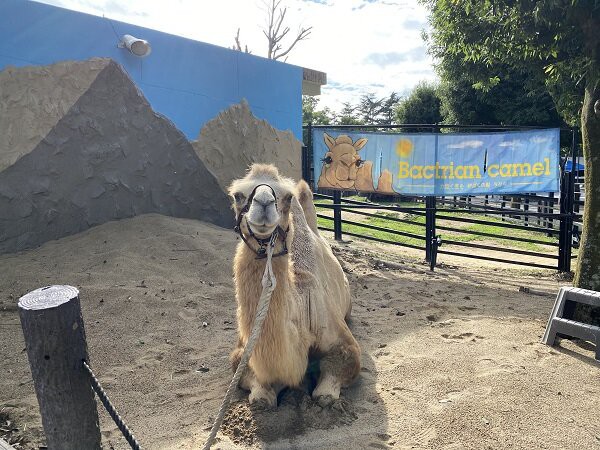 ラクダのこぶこぶフォトコーナー再開 動物園の一日