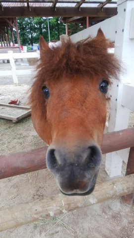 ポニーブログ 動物園の一日