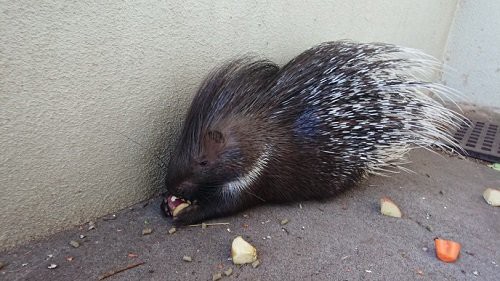 ヤマアラシの紹介 動物園の一日