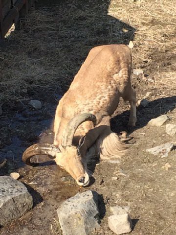 バーバリーシープの日常 動物園の一日