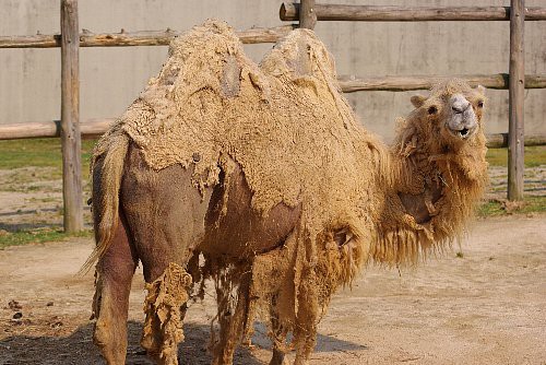 毛換わりの時期がきました 動物園の一日