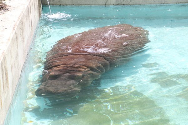 カバのプール掃除 動物園の一日