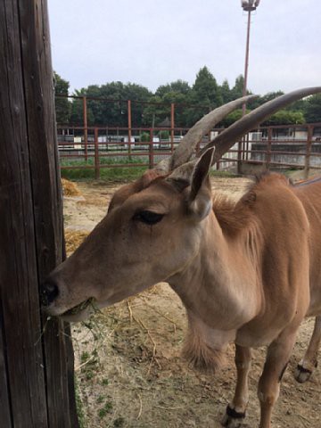 エランドのアイカ 成長しました 動物園の一日