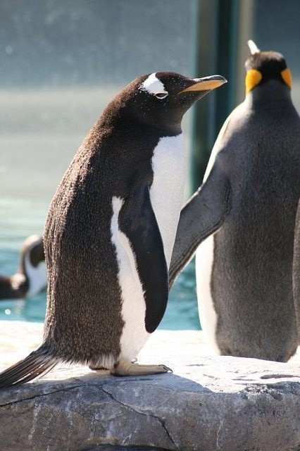 こんにちは : 動物園の一日