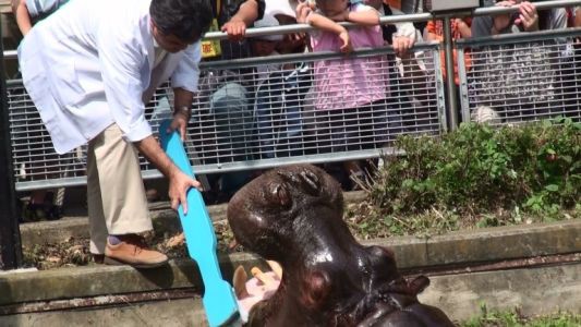 カバの歯磨きイベント 動物園の一日