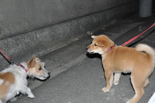 まだ２ヶ月の柴犬の子犬とお友達 トホホわんこ日記