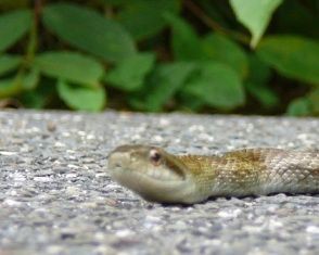 巳年 虫捕りたちのつぶやき