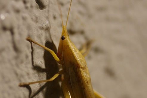 アパートの外壁に 虫捕りたちのつぶやき