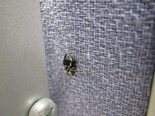 クモ類の知識 徘徊性種 虫捕りたちのつぶやき