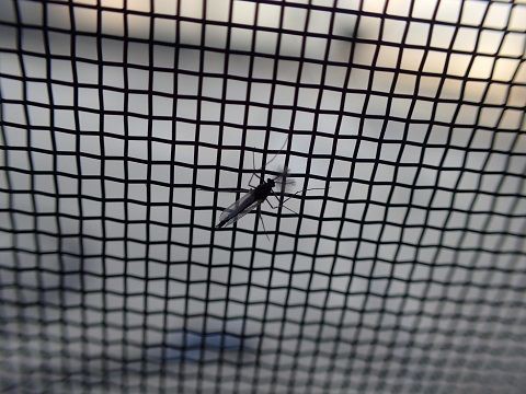 冬のユスリカ 虫捕りたちのつぶやき