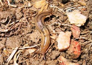お土産 虫捕りたちのつぶやき