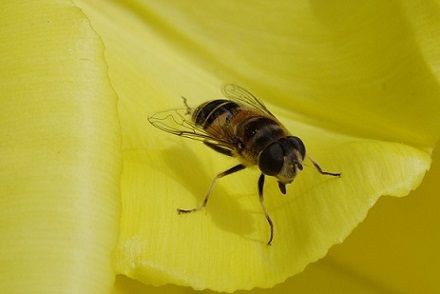 庭の虫 ホバリング 虫捕りたちのつぶやき