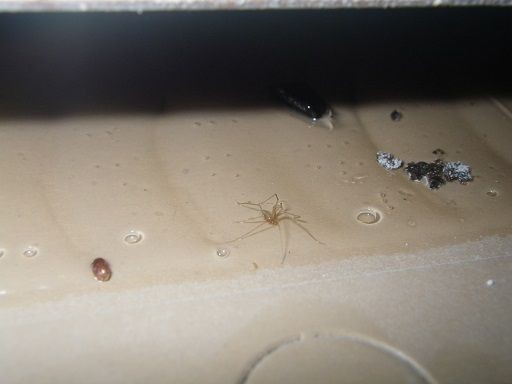 天井裏の昆虫たち 虫捕りたちのつぶやき