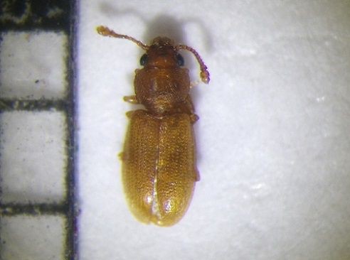 カビから発生する甲虫類 虫捕りたちのつぶやき
