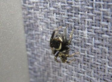 屋内の狩人 虫捕りたちのつぶやき