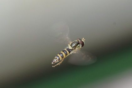 庭の虫 ホバリング 虫捕りたちのつぶやき