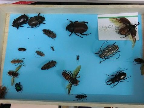 逃走のヒメマルカツオブシムシ 虫捕りたちのつぶやき