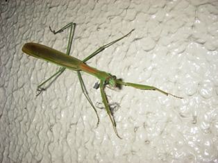 屋外の狩人 虫捕りたちのつぶやき