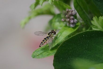 庭の虫 ホバリング 虫捕りたちのつぶやき