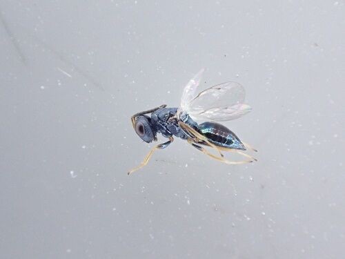 アオムシコバチに寄生されたナミアゲハ蛹の残骸調査 虫捕りたちのつぶやき