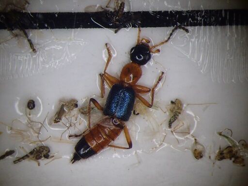 アオバアリガタハネカクシ 虫捕りたちのつぶやき アオバアリガタハネカクシ 虫捕りたちのつぶやき