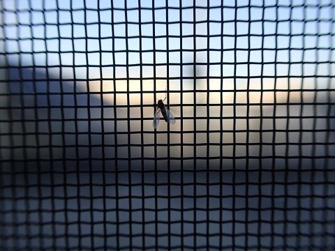 冬のコバエ類 虫捕りたちのつぶやき