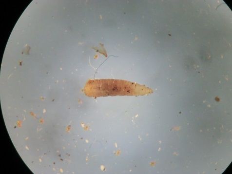 虫の死骸から湧く虫 虫捕りたちのつぶやき