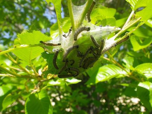 虫とり・桜につく毛虫 : 虫捕りたちのつぶやき