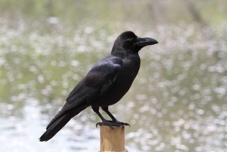 カラスの季節 虫捕りたちのつぶやき