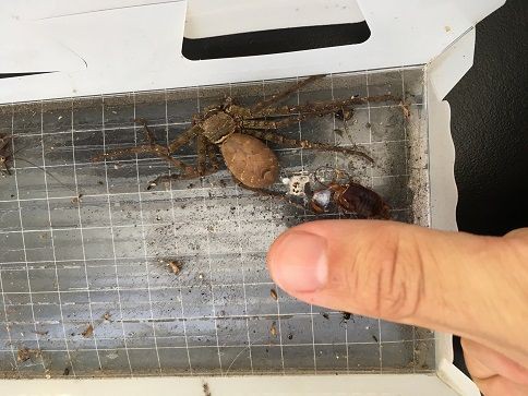 アシダカグモ救出作戦 虫捕りたちのつぶやき