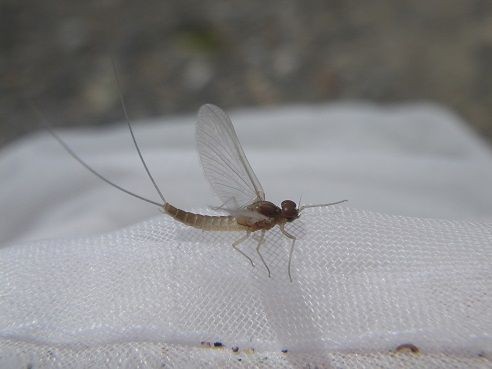 虫とり・モンカゲロウ : 虫捕りたちのつぶやき