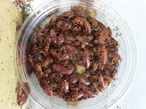 ゴキブリの食っちゃ寝 虫捕りたちのつぶやき