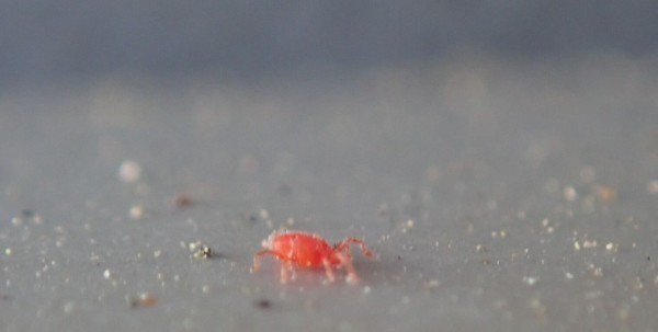 出まして来ましてタカラダニ 虫捕りたちのつぶやき 出まして来ましてタカラダニ 虫捕りたちのつぶやき