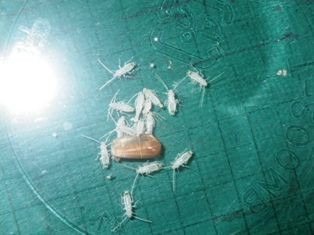 白 虫捕りたちのつぶやき 白 虫捕りたちのつぶやき