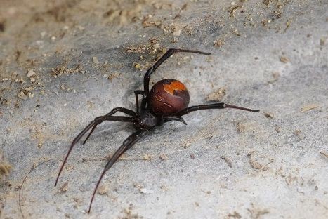 触るな危険 虫捕りたちのつぶやき