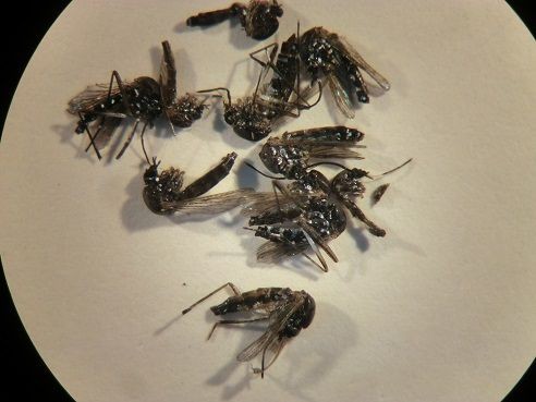 蚊専用捕獲器 Bgセンチネル2 の実力 虫捕りたちのつぶやき