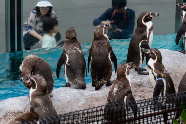 東武動物公園でとうぶフレンズに会ってきたよ 朱鷺長のフォトブログ