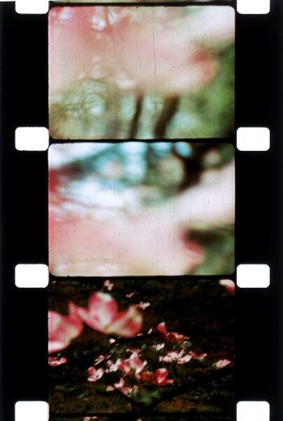 貴重なオリジナルフィルム付き。「楽園のかけら」と出会う、ジョナス
