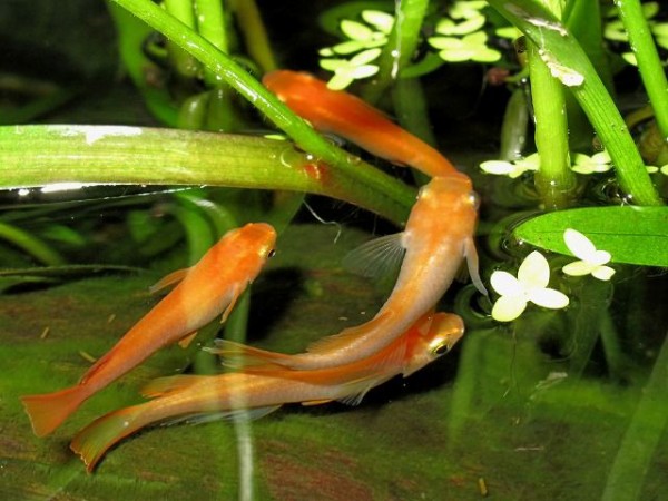 ストア 甕、金魚、メダカ飼育に最適