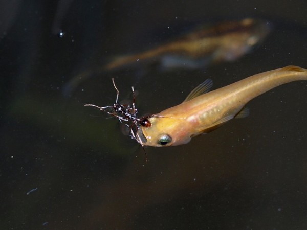稚魚を成魚と同居させるタイミング : Tokuzeのメダカ飼育日記（屋外で