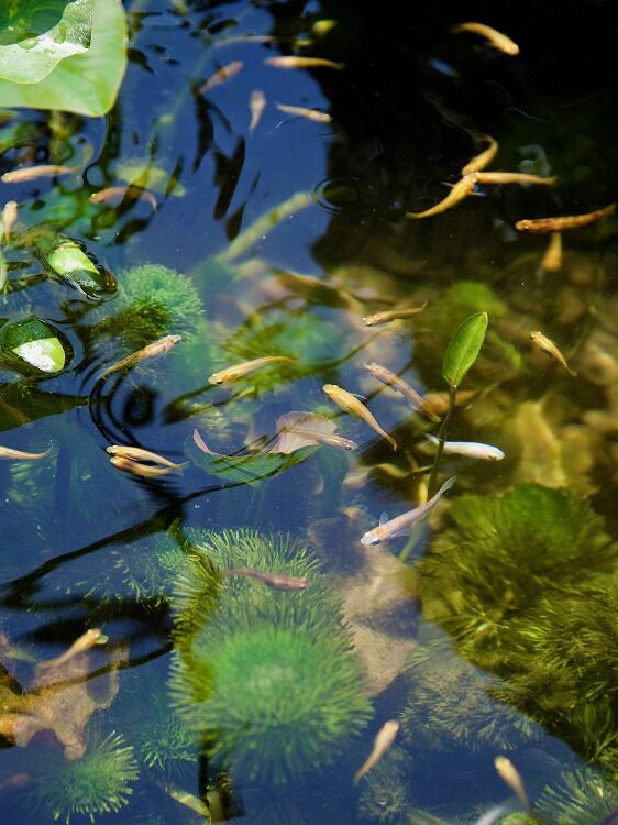 梅雨の晴れ間のメダカ池～メダカ池のカモンバは増殖したのか 