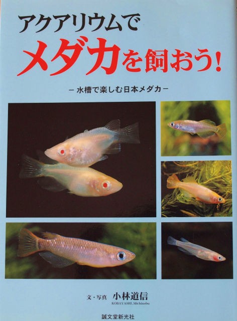 パチアキ様専用 メダカ本