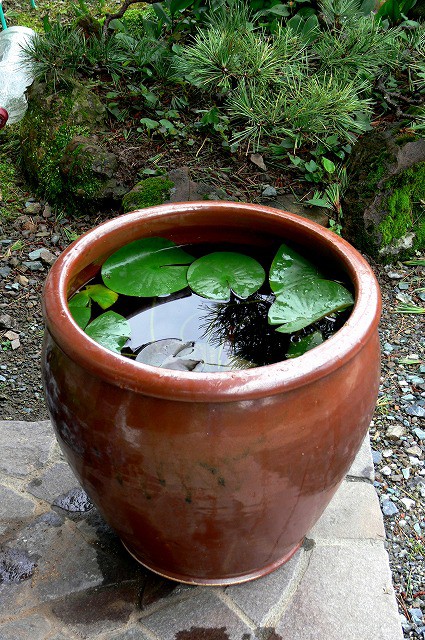 火鉢 メダカ飼育などにどうですか？