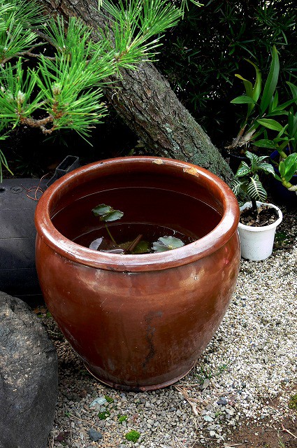 味噌甕（かめ）をスイレン鉢の代用に : Tokuzeのメダカ飼育日記（屋外