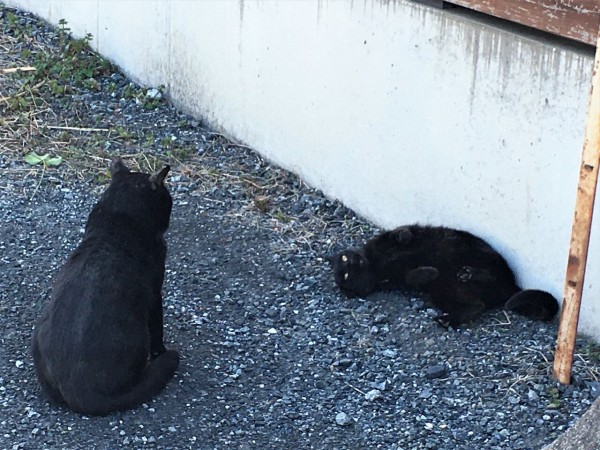 ねこ きょうの野良猫８ Pip東京食べ歩きと猫 ４の日記