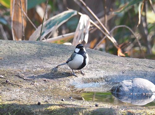 飯田橋 鳥見レポート うぐいす餅はメジロ色 Webミステリーズ